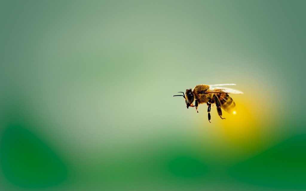 Biene als Projektionsfläche für Emotionen